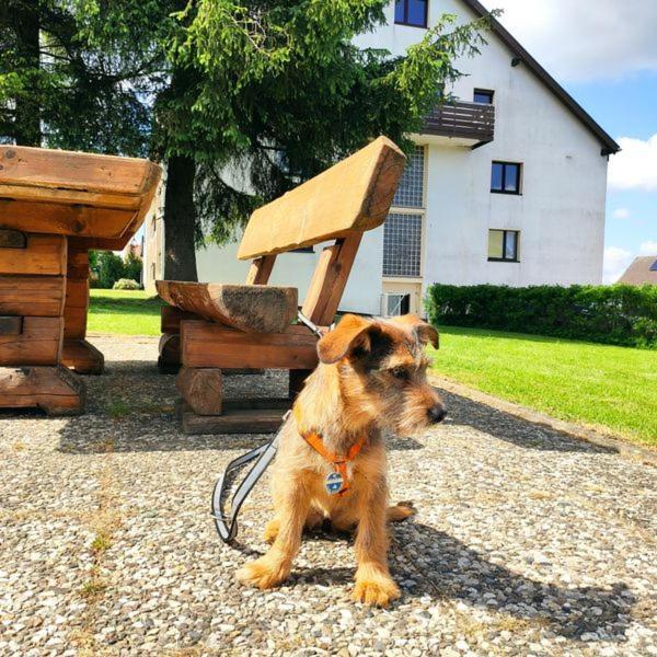 Ferienwohnung Harzluchs Mit Balkon, Netflix Und Sauna Im Haus Hohegeiß Eksteriør bilde
